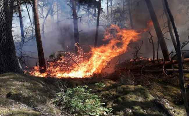 نشوب حريق في غابة ببجاية
