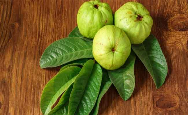 فوائد الجوافة الصحية والعلاجية لصحة ومناعة طفلك…