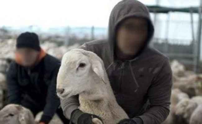 الإطاحة بشبكة إجرامية تحترف سرقة الماشية بملاكو بتيارات