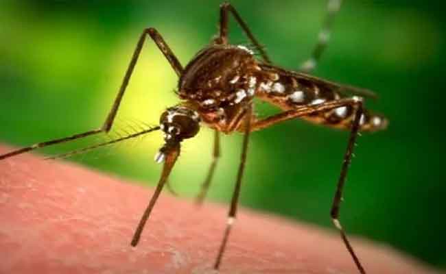 داء حمى “غرب النيل” يصيب 11 شخصا بباتنة