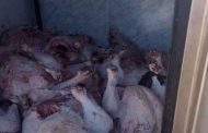 إتلاف 335 كلغ من اللحوم البيضاء غير صالحة للاستهلاك بالمدية