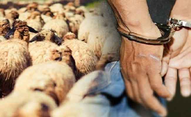 توقيف ثلاثيني يحترف سرقة المواشي بالادريسة بالجلفة
