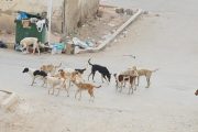 عندما يعيش المواطن الجزائري عيشة الكلاب المتشردة