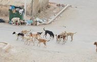 عندما يعيش المواطن الجزائري عيشة الكلاب المتشردة