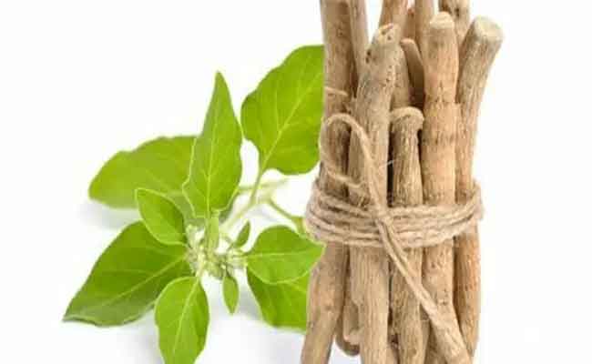 تجربتي مع الأشواجندا…عشبة غنية بالفوائد الصحية المنوّعة