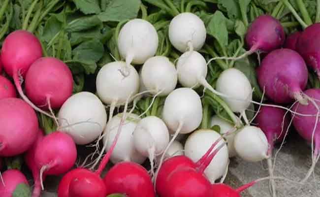 فوائد الفجل الأحمر للتخسيس…طبيبة متخصصة في التغذية تتحدث