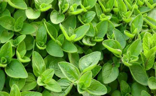 ما هي فوائد البردقوش الصحية للنساء؟…طبيبة تغذية تتحدث