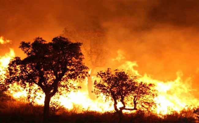 حبس خمسيني متورط في إضرام النار عمدا بغابة في بجاية