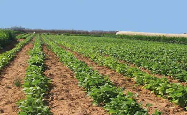 إطلاق منصة رقمية للراغبين في الاستفادة من عقار فلاحي عبر 5 ولايات