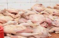 إتلاف أزيد من 24 قنطارا من اللحوم الفاسدة بالوادي