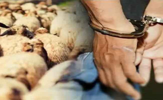 توقيف خمسيني متلبسا بسرقة رؤوس الماشية احتفظ بها داخل منزله بالجلفة