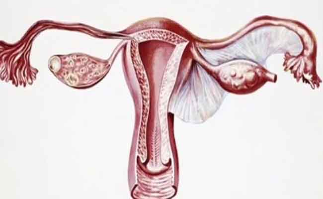 بطانة الرحم السميكة أو الرقيقة…هل تمنع الحمل؟