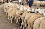 غلق أسواق الماشية في ولاية البويرة