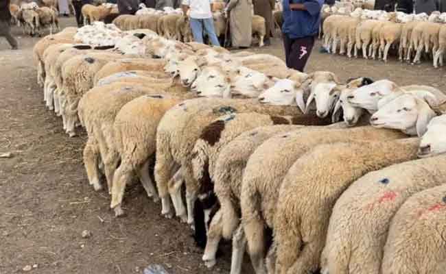 غلق أسواق الماشية في ولاية البويرة
