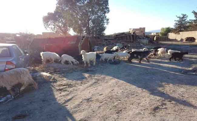 حجز 37 رأس ماعز تزعج السكان ومتابعة صاحبها بالمدية