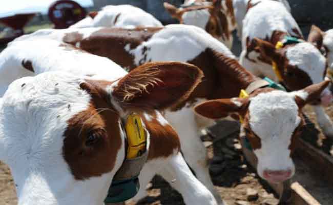 الحكومة تستعرض الإجراءات المبذولة للوقاية من انتشار الحمى القلاعية