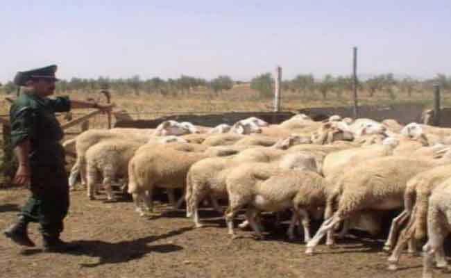 إحباط محاولة سرقة قطيع من الماشية بسريانة بباتنة