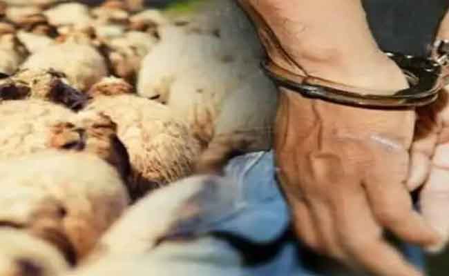 الإطاحة بعصابة إجرامية تحترف سرقة المواشي والمحاصيل الزراعية بأولاد فارس بالشلف