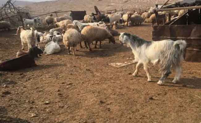 استرجاع 65 رأس ماعز ضاعت من صاحبها بباتنة