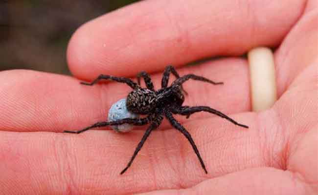 علاج قرصة العنكبوت…الأعراض والإسعافات الأولية