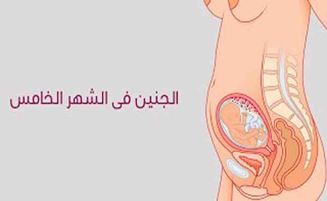نصائح للحامل في الشهر الخامس…