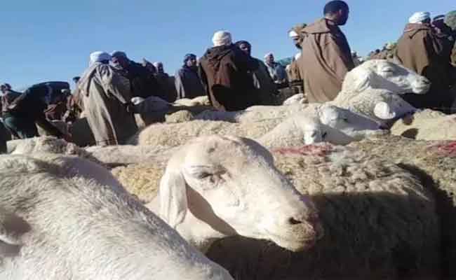 إعادة الحياة لأسواق المواشي بعد شهر من غلقها