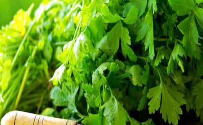 فوائد بذور البقدونس والكرفس للتخسيس مذهلة…وفق طبيبة