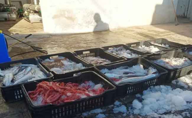 إتلاف كمية معتبرة من أنواع مختلفة من الأسماك فاسدة موجهة للاستهلاك ببجاية