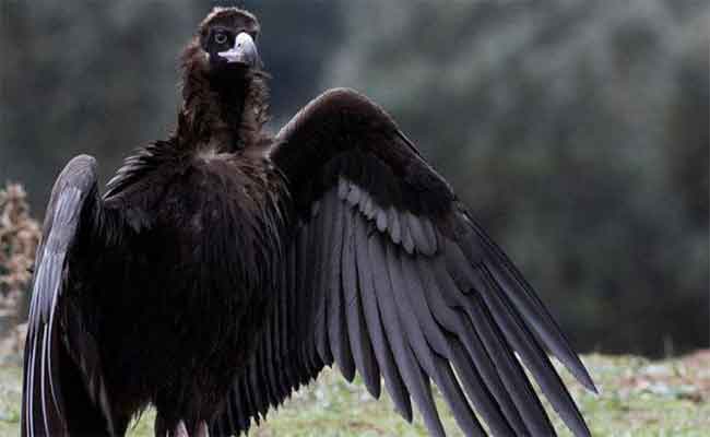 علاج فوبيا الطيور ممكن بطرق عديدة…اكتشفيها