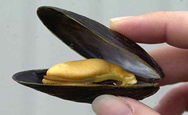 فوائد بلح البحر ممتازة لمقاومة الالتهاب…