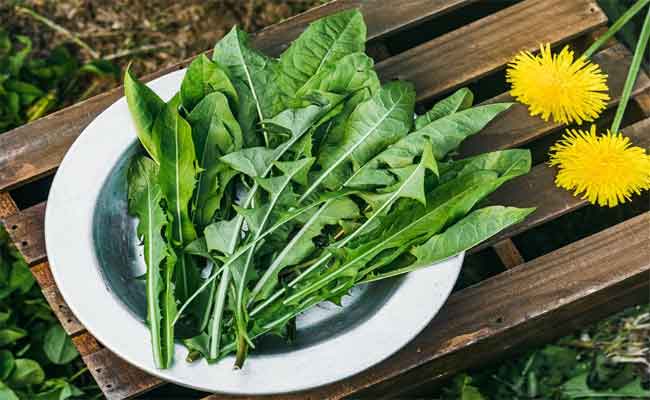 فوائد الهندباء للتنحيف وتقليل الالتهابات وفق طبيبة…لا تفوّتيها