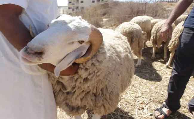 درك تلمسان يطيح بشبكة تحترف سرقة الماشية