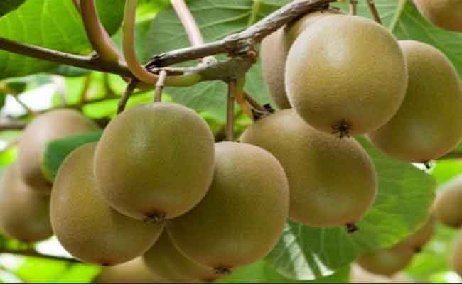 توقيف شخصين متلبسين بـ23 قنطارا من”الكيوي” معدة للتهريب