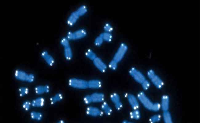 دراسة حول الخلايا الزومبي…للتقدم في السن من دون أمراض