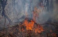 المكسيك...موجة حرائق الغابات تودي بحياة 4 أشخاص