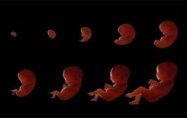 إرشادات بدايات الحمل للحفاظ على الصحة وتطور نمو الجنين...