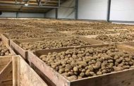 إخراج مخزون  15 ألف طن من البطاطا لتموين السوق 