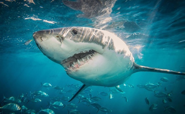 مستلهَمًا من القرش والبوم...تعرف على السونار الأكثر هدوءً تحت الماء