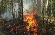 الحكومة اليونانية ترفع مستوى التأهب لمواجهة حرائق الغابات