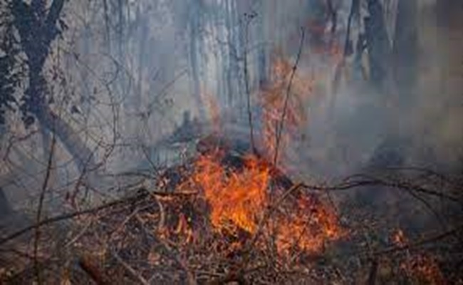 ضحايا حرائق الغابات بالمكسيك