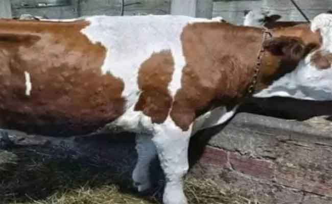 ظهور الجلد العقدي لدى الأبقار يتسبب في غلق السوق الأسبوعي للمواشي بتبسة