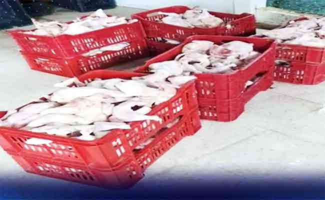 اتلاف ازيد من قنطار ونصف من الدجاج الفاسد بعين الدفلى