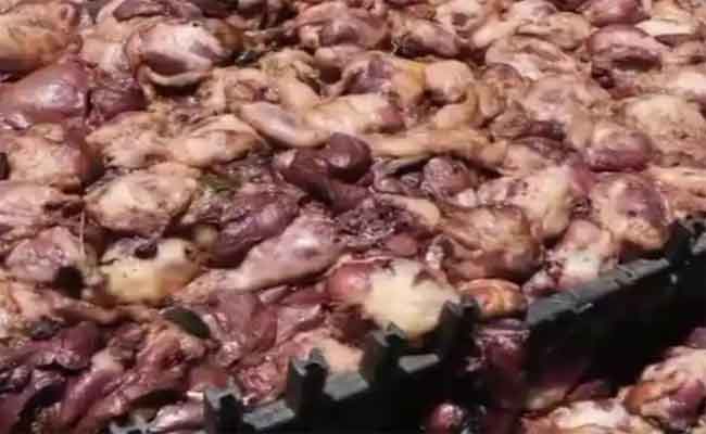 مداهمة مذبح سري وضبط 23 قطار لحوم بيضاء فاسدة بوهران