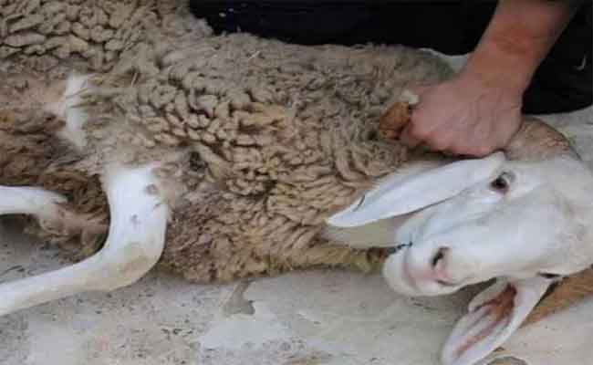 تسخير أزيد من 2500 بيطري لمراقبة عملية بيع وذبح الأضاحي