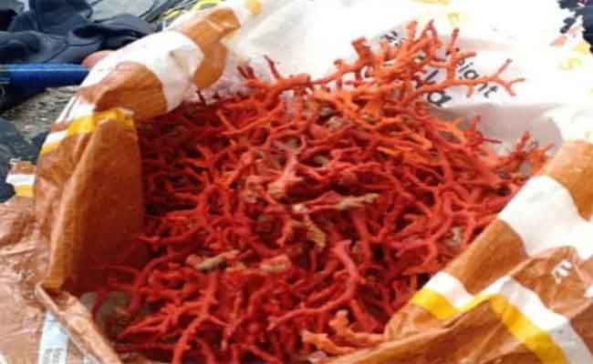 بداني يتوقع تحقيق 167 مليون دج سنويا بعد إعادة استغلال المرجان الأحمر