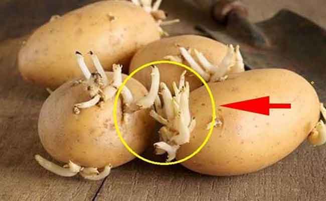 البطاطس ذات البراعم يمكن تناولها…لكن احذروا هذه الأمور