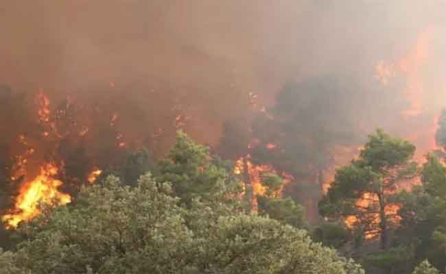 حبس المتورطين في حريق غابة الحمام ببجاية