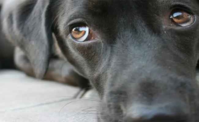 خلاف حول كلب ينتهي بالاختطاف والتهديد