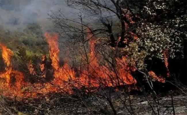 نشوب حريق بغابة في أم البواقي