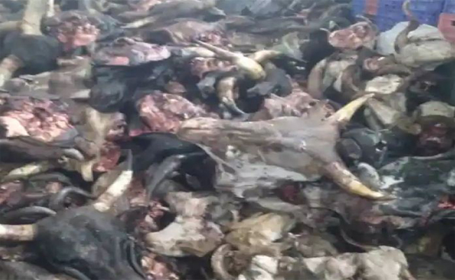 حجز أزيد من 46 طنا من اللحوم الحمراء الفاسدة بأدرار